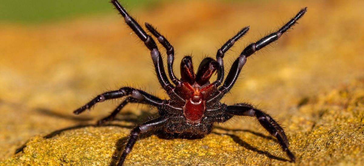 The World’s Biggest Spiders